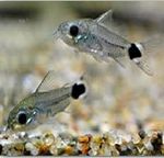 ビーシュリンプ 脱皮不全の原因を教えてください ビーシュリ Yahoo 知恵袋