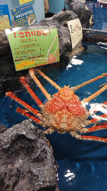 どなたか助けてください 静岡県在住です 文鳥がここ数日呼吸 Yahoo 知恵袋