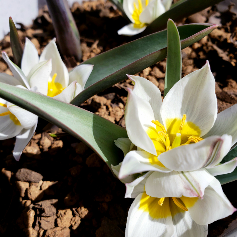 シヤカナローの花ってどんな花ですか 太陽と月の 琉球の喜界島に伝わ Yahoo 知恵袋