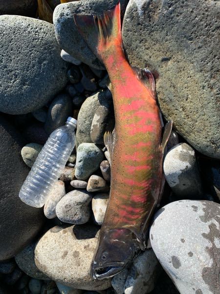 東京埼玉で来週あたりでサワガニ取れる場所教えて下さい 小学生の子供 Yahoo 知恵袋