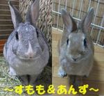 ウサギにあげるシロツメクサについて教えてください シロ Yahoo 知恵袋