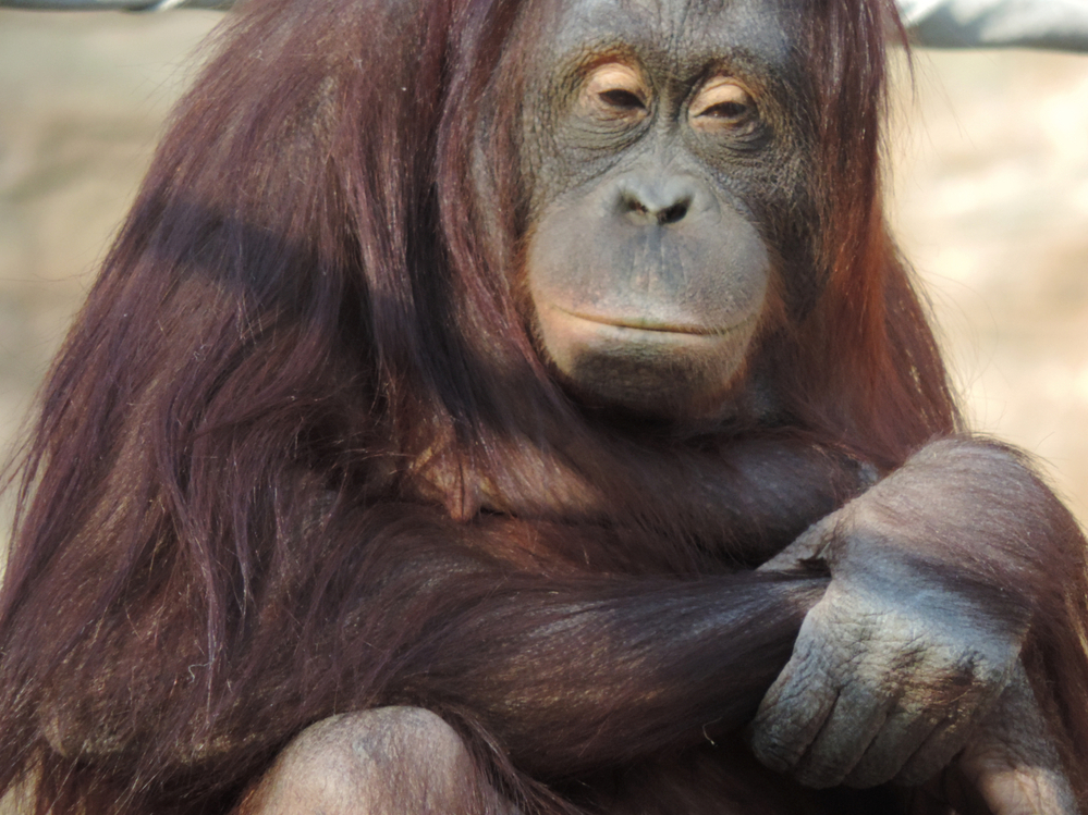 長野県の恐ろしい昔話知ってますか とろろ の話なんですが 思い出すだけで Yahoo 知恵袋