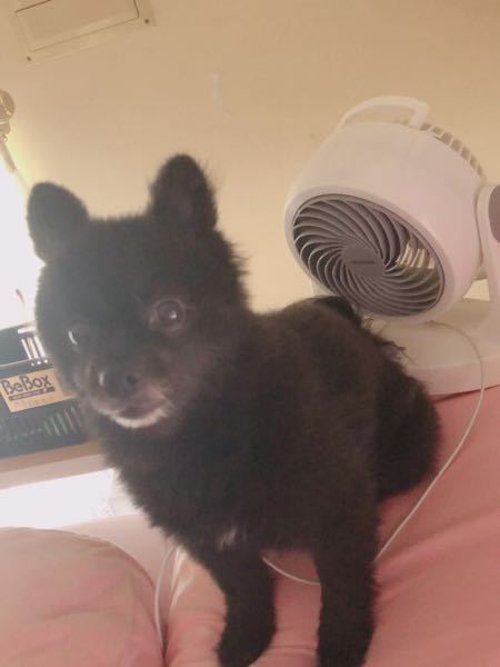 犬が私の膝の上で仰向けになって寝ます 犬は何を思って膝の上で寝ているのでし Yahoo 知恵袋