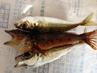 この ヌメヌメした魚は何ですか 食べれるんでしょうか 既に答 Yahoo 知恵袋