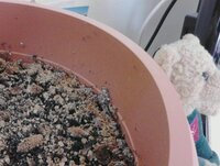 観葉植物 クワズイモ の土に白い小さな虫がいたため 殺虫剤 ベニカxファイ Yahoo 知恵袋
