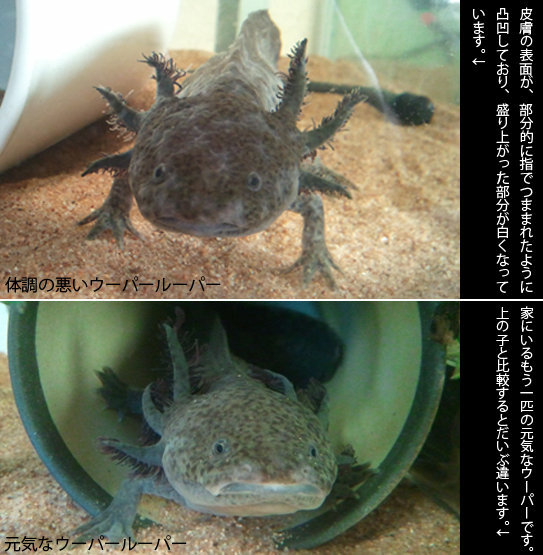 画像あり】ウーパールーパーの皮膚の異変60㎝水槽で2匹のウ 