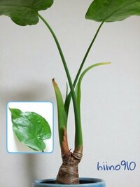 クワズイモの茎の先が黄色っぽいのは 初めて観葉植物を購入して Yahoo 知恵袋