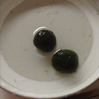 まりもは死んでしまったら水面に浮いてくると聞いたのですが 死んだら茶色になる Yahoo 知恵袋