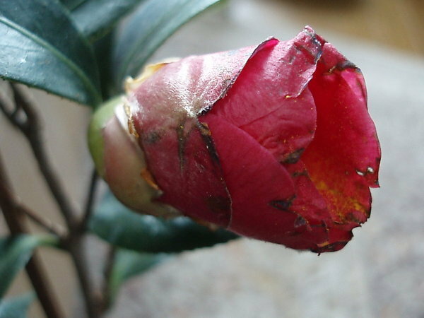 椿の花弁の先端が茶褐色で 菌核病でないか心配です 西王母と言う椿の Yahoo 知恵袋
