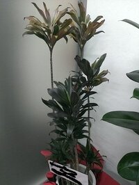 観葉植物は蛍光灯の光だけで育ちますか 外出がちで昼はカー Yahoo 知恵袋