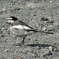 この鳥の名前は何でしょうか？（色は 黒、灰色、白） 自宅周辺でよく見かけるので気になっています。
体長 15cm 前後
体は灰色ですが、頭部は黒色と白色です。
羽根の先は白く、くちばしが灰色です。
道路などをチョコチョコ歩行しています。
鳴き声は「ピピッ」だったかな。