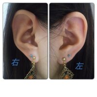 カメは英語でなんていうんですか 読み方もお願いします Turtleの Yahoo 知恵袋