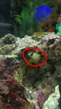 海水魚飼育 ライブロックに謎の生物が 画像の赤丸の中 Yahoo 知恵袋