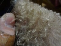 犬の皮膚に出来るできものについて 画像付きです ご観覧ありがと Yahoo 知恵袋