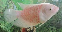 長さ５ｃｍの熱帯魚が死んだときに トイレに流すことをどう思われますか なにも Yahoo 知恵袋