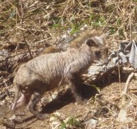 自宅裏の山で毛のない奇妙な動物を見ました 母曰く 病気持ちの犬だよ と Yahoo 知恵袋