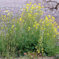 菜の花に似ているこの花なんでしょうか 雰囲気的に野生化 Yahoo 知恵袋