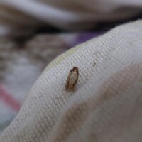 ゴキブリでしょうか 二センチくらいの細長い茶色い虫が出ました 急 Yahoo 知恵袋