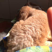 回答お願いします 犬の寝ているときのことについてです 私の家 Yahoo 知恵袋