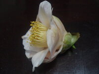 椿の花色の変化について椿について質問させてください 実家に八重の椿が一 Yahoo 知恵袋