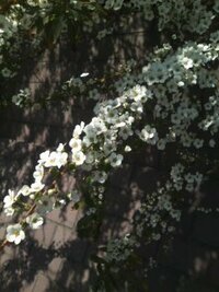 この花は何すか 白い小さな花が枝にそって咲いてます Yahoo 知恵袋