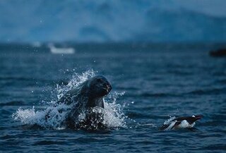 雑食のヒョウアザラシがペンギンを食べる理由 イカや魚など Yahoo 知恵袋