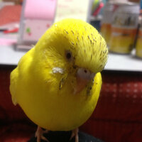 セキセイインコメス餌の吐き戻しがかなり前から激しく 顔がこの Yahoo 知恵袋