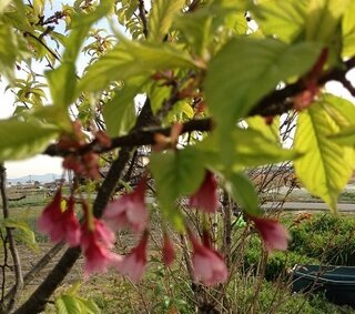 この花の名前を教えてください 桜の咲く季節に開花しますが桜ではないよう Yahoo 知恵袋