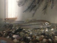 この魚の名前分かる方いますか？知り合いが、川でメダカと一緒に... - Yahoo!知恵袋