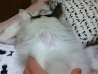 猫がはげました うちの猫は首の所に段がついている猫で 暖 Yahoo 知恵袋