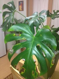 モンステラが病気 半年前に買ったモンステラが画像のようになっ Yahoo 知恵袋
