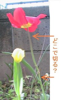 チューリップが咲きました 花を切るタイミングや球根の掘り方など教えてくださ Yahoo 知恵袋