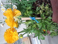 花かんざしの下葉が茶色く枯れてしまいました 画像のように 下側の３ Yahoo 知恵袋