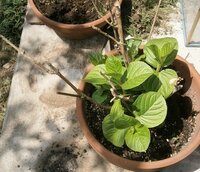 紫陽花 去年 いただいた紫陽花の鉢植えが 今年の春になって 新しい Yahoo 知恵袋