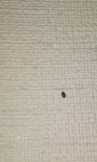 家の中で見付けるこげ茶色の小さな虫の名前が知りたいです 今ま Yahoo 知恵袋