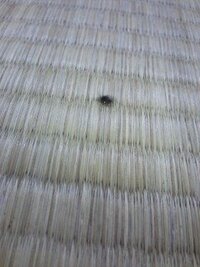 観葉植物のクワズイモの葉に黒い小さな虫がたくさんいました これ Yahoo 知恵袋