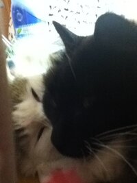 ネコと寝ている方 猫のごろごろがうるさくて眠れなかったことあ Yahoo 知恵袋