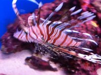 沖縄でよく食べられるカサゴはなぜグルクンというのでしょうか 以前 沖縄に Yahoo 知恵袋
