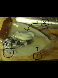 イカの内臓について先日 剣先イカを釣って一度冷凍したものを刺身でたべました Yahoo 知恵袋