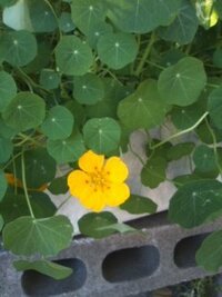 この黄色い花の植物の名前を教えて下さい 丸い葉と黄色い花を付けた Yahoo 知恵袋