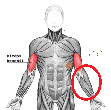 上腕筋から下の筋肉について 筋トレや肉体労働で上腕二頭筋 Yahoo 知恵袋