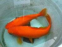 金魚の皮膚が盛り上がり 白いデキモノが出来ました 白カビ病や白雲病とも違うよう Yahoo 知恵袋