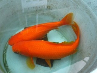 金魚に白いオデキのような物が出来ています 以前 赤斑病 Yahoo 知恵袋