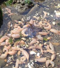 ナマコが腸を吐き出してしまったのですが 腸だけ水槽に浮いていて Yahoo 知恵袋