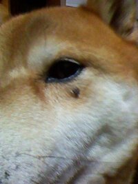 犬についてです 目の外に黒い点があるのですが これはホクロ ですか Yahoo 知恵袋