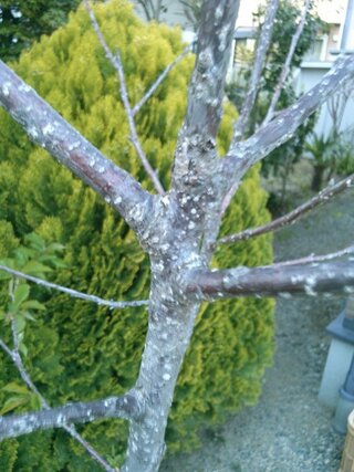 さくらんぼの木病気 約５ ６年前にさくらんぼの苗木を庭に植えまし Yahoo 知恵袋