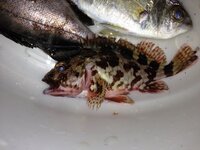 オコゼ カサゴ 本日 釣りに来ており写真の魚が釣れました カサゴかと思いま Yahoo 知恵袋