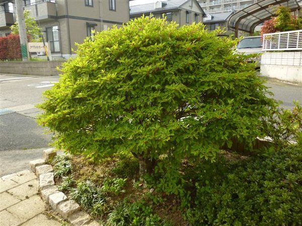 ドウダンツツジの花が咲きません 3年前に植木屋さんから買っ Yahoo 知恵袋