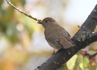 野鳥の卵についての質問です 詳しい方どうぞ宜しくお願いします 野鳥の中に Yahoo 知恵袋