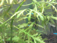 水草の葉が黒くなるのは何が原因ですか 30cm水草でウィステ Yahoo 知恵袋